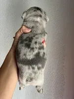 Bullet (Oct 24th), a male French Bulldog for sale in Warrenton, MO – Photo 8 of 10