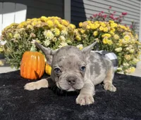 Bullet (Oct 24th), a male French Bulldog for sale in Warrenton, MO – Photo 4 of 10