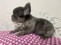 Sassy, a female French Bulldog for sale in Warrenton, MO – Photo 5 of 8