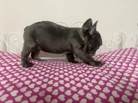 Sassy, a female French Bulldog for sale in Warrenton, MO – Photo 7 of 8