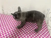 Sassy, a female French Bulldog for sale in Warrenton, MO – Photo 3 of 8