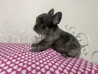 Sassy, a female French Bulldog for sale in Warrenton, MO – Photo 1 of 8