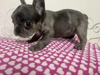 Sassy, a female French Bulldog for sale in Warrenton, MO – Photo 8 of 8