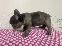 Sassy, a female French Bulldog for sale in Warrenton, MO – Photo 2 of 8