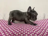 Sassy, a female French Bulldog for sale in Warrenton, MO – Photo 4 of 8