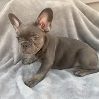 Mia (Blue & Tan trindle), a female French Bulldog for sale in Warrenton, MO – Photo 4 of 10