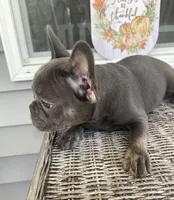 Mia (Blue & Tan trindle), a female French Bulldog for sale in Warrenton, MO – Photo 8 of 10