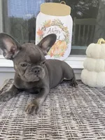 Mia (Blue & Tan trindle), a female French Bulldog for sale in Warrenton, MO – Photo 7 of 10