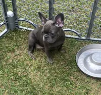 Mia (Blue & Tan trindle), a female French Bulldog for sale in Warrenton, MO – Photo 3 of 10