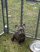 Mia (Blue & Tan trindle), a female French Bulldog for sale in Warrenton, MO – Photo 2 of 10