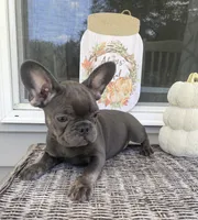 Mia (Blue & Tan trindle), a female French Bulldog for sale in Warrenton, MO – Photo 1 of 10