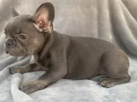 Mia (Blue & Tan trindle), a female French Bulldog for sale in Warrenton, MO – Photo 5 of 10