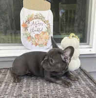 Mia (Blue & Tan trindle), a female French Bulldog for sale in Warrenton, MO – Photo 6 of 10