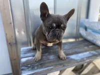 Mia (Blue & Tan trindle), a female French Bulldog for sale in Warrenton, MO – Photo 9 of 10