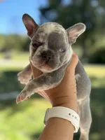 Tank, a male French Bulldog for sale in Warrenton, MO – 4 of 10