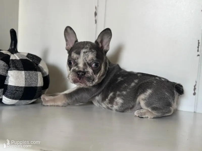 Dream – French Bulldog puppy for sale in Warrenton, MO