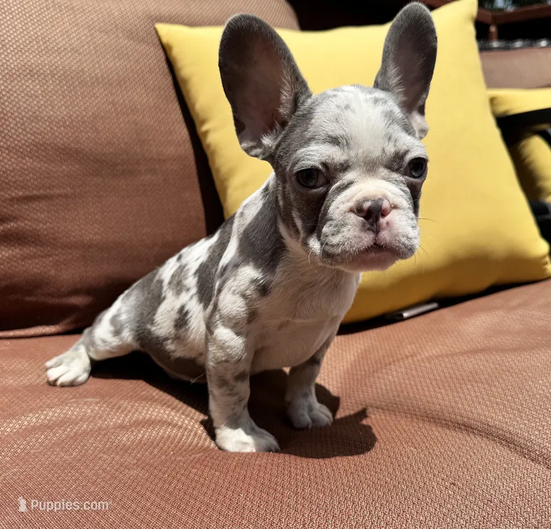 Crew – French Bulldog puppy for sale in Warrenton, MO