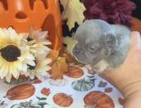 Willow, a female French Bulldog for sale in Warrenton, MO – 6 of 8