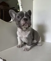 Chance, a male French Bulldog for sale in Warrenton, MO – Photo 7 of 7