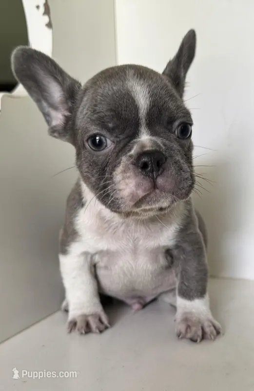 Chance – French Bulldog puppy for sale in Warrenton, MO