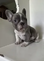 Chance, a male French Bulldog for sale in Warrenton, MO – Photo 6 of 7