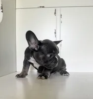 Tank, a male French Bulldog for sale in Warrenton, MO – Photo 10 of 10