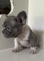 Chance, a male French Bulldog for sale in Warrenton, MO – Photo 5 of 7