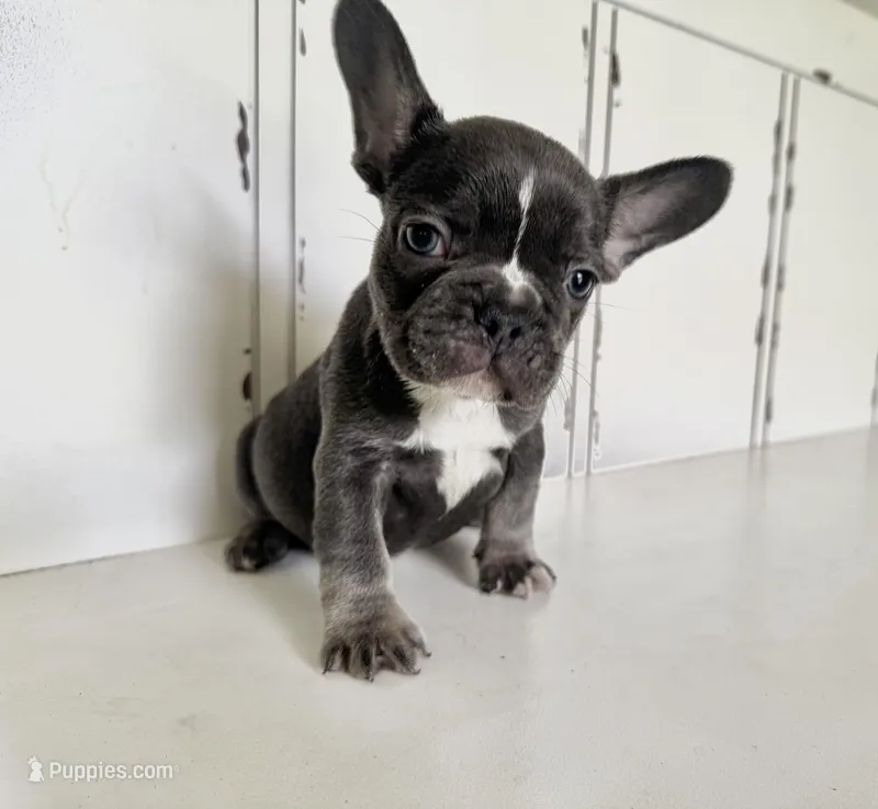 Tank – French Bulldog puppy for sale in Warrenton, MO