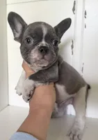 Chance, a male French Bulldog for sale in Warrenton, MO – Photo 2 of 7