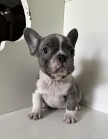 Chance, a male French Bulldog for sale in Warrenton, MO – Photo 3 of 7