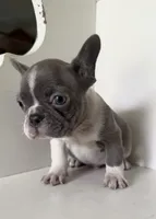 Chance, a male French Bulldog for sale in Warrenton, MO – Photo 4 of 7