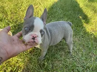 Reign, a female French Bulldog for sale in Warrenton, MO – Photo 1 of 10