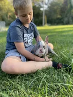 Reign, a female French Bulldog for sale in Warrenton, MO – Photo 7 of 10