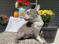 Reign, a female French Bulldog for sale in Warrenton, MO – Photo 2 of 10