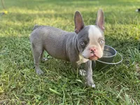 Reign, a female French Bulldog for sale in Warrenton, MO – Photo 5 of 10