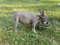 Reign, a female French Bulldog for sale in Warrenton, MO – Photo 8 of 10