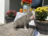 Reign, a female French Bulldog for sale in Warrenton, MO – Photo 3 of 10