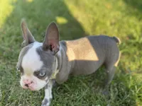 Reign, a female French Bulldog for sale in Warrenton, MO – Photo 10 of 10