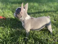 Reign, a female French Bulldog for sale in Warrenton, MO – Photo 6 of 10