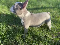 Reign, a female French Bulldog for sale in Warrenton, MO – Photo 9 of 10