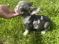 Rain, a female French Bulldog for sale in Warrenton, MO – 2 of 10