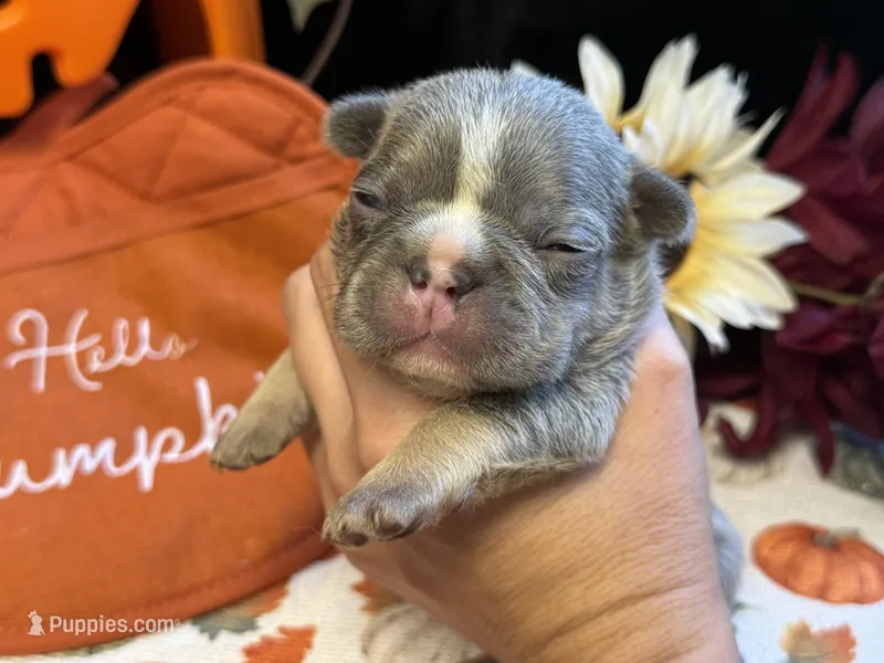 Charlie – French Bulldog puppy for sale in Warrenton, MO
