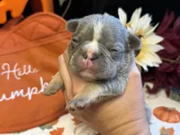 Charlie, a male French Bulldog for sale in Warrenton, MO – 9 of 9