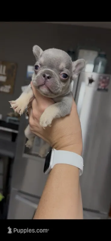 Willow – French Bulldog puppy for sale in Warrenton, MO