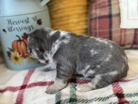 Dream, a female French Bulldog for sale in Warrenton, MO – 6 of 8