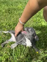 Tank, a male French Bulldog for sale in Warrenton, MO – 3 of 10