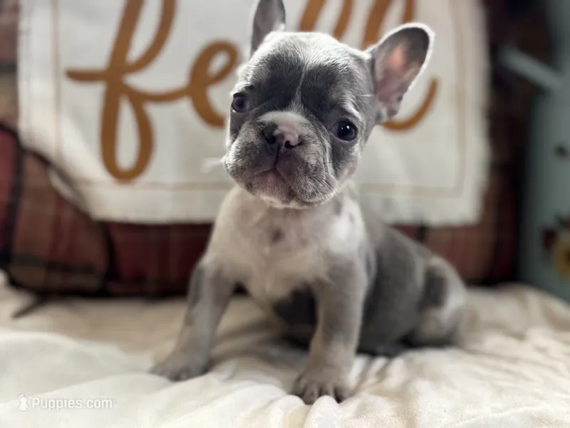 Pumpkin – French Bulldog puppy for sale in Warrenton, MO