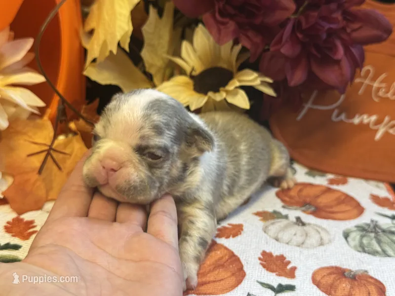 Honey – French Bulldog puppy for sale in Warrenton, MO