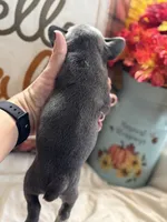Scar-Face, a male French Bulldog for sale in Warrenton, MO – 6 of 9