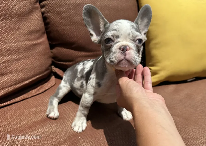 Crew – French Bulldog puppy for sale in Warrenton, MO